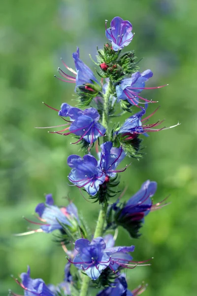 Flowering Fields Blue Honey Plants Closeup — Stock Photo, Image