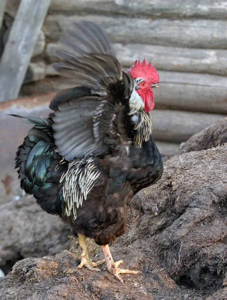 Belles Poules Coqs Marchant Dans Rue — Photo