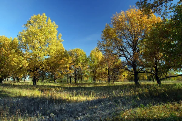 Herbst Landschaft Aus Eichen Und Gras Mit Raureif Morgensonne Beleuchtung — Stockfoto