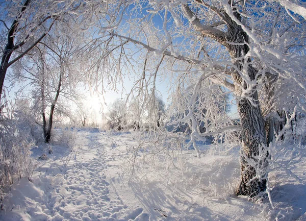 Winter Walk Snow Covered Forest — Stock Photo, Image