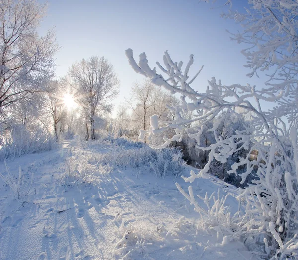 Lunga Passeggiata Invernale Chiara Giornata Sole — Foto Stock