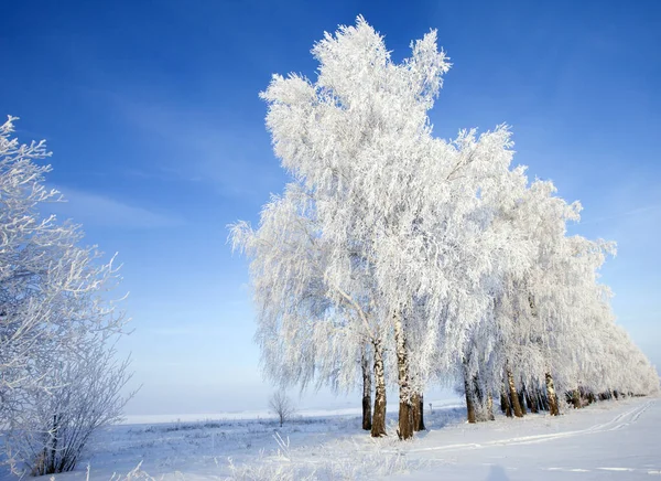 Caminar Por Hermosa Escena Invierno Rusia — Foto de Stock