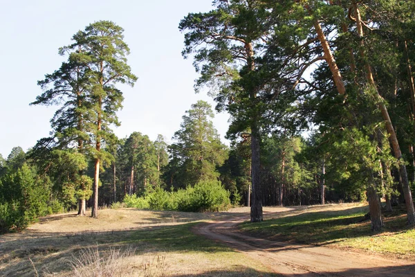 Spring Landscape Road Pine Forest Sunny Day — Stock Photo, Image