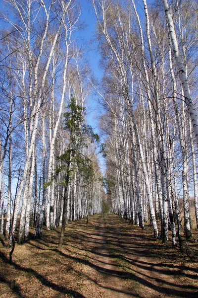 Аккуратные Ряды Берез Солнечный Весенний День — стоковое фото