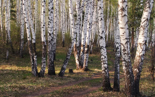 Весняний Пейзаж Березових Дерев Освітлений Сонячним Світлом — стокове фото