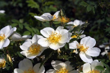 Güzel açan beyaz çiçekler baharda açık havada.