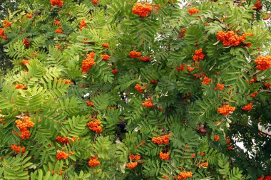 Yeşil bir ağaçta olgunlaşmış Rowan demetleri