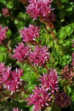 Bahçedeki Macro sedum çiçekleri