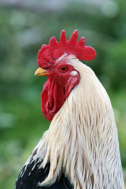Sokakta yürüyen güzel tavuklar ve horozlar