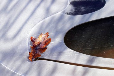 Nehirdeki makro buz tuhaf ve dökülen yapraklar.