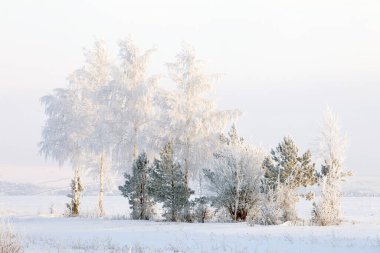 Rusya 'nın güzel kış sahnesinde yürü