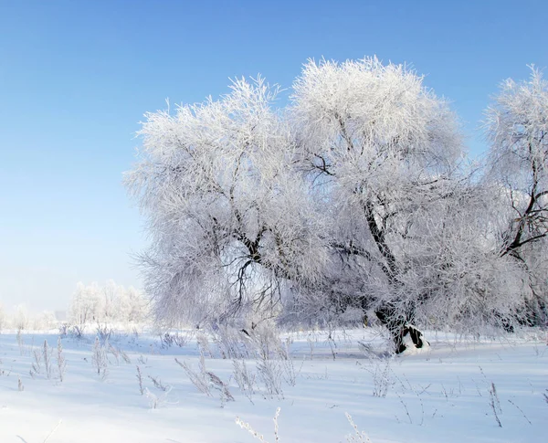 Schöne Winterlandschaften Einem Klaren Tag — Stockfoto