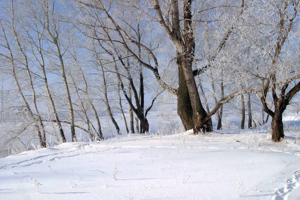 Прекрасные Зимние Пейзажи Ясный День — стоковое фото