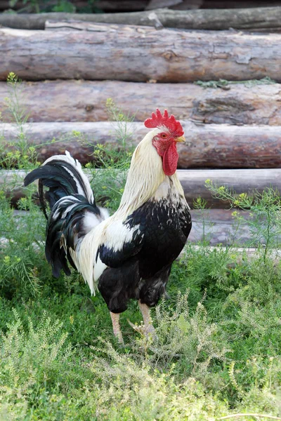 Hermosas Gallinas Gallos Caminando Por Calle — Foto de Stock