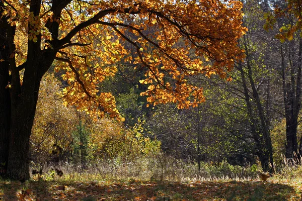 Magnífico Paisaje Roble Otoño Día Soleado — Foto de Stock