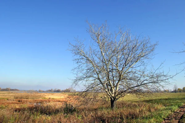 Herbst Landschaft Felder Und Bäume Vor Dem Hintergrund Des Blauen — Stockfoto