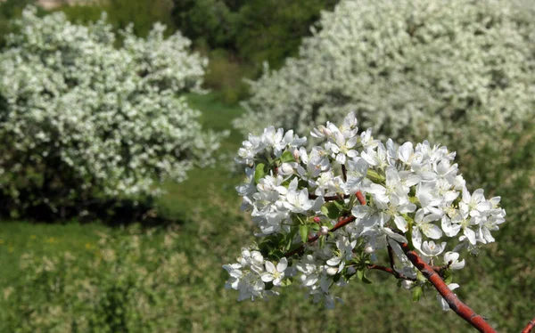 Camminare All Aperto Durante Primavera Alberi Mele Fiore — Foto Stock