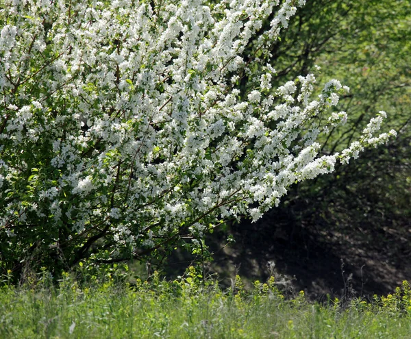 Marcher Extérieur Pendant Floraison Printanière Des Pommiers — Photo