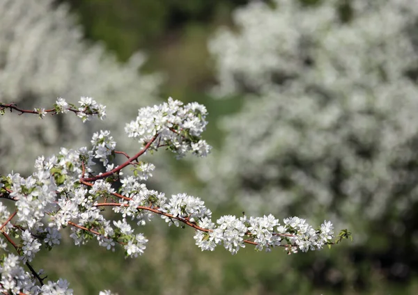 Marcher Extérieur Pendant Floraison Printanière Des Pommiers — Photo