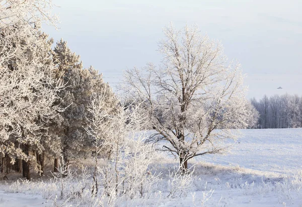 Passeggiata Attraverso Bella Scena Invernale Russia — Foto Stock