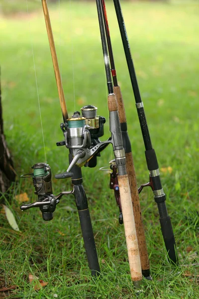 Fishing Rods Neatly Standing Tree Stock Photo