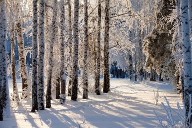 Rim 'le sıvanmış bir ağaçta dondurucu bir kış sabahı