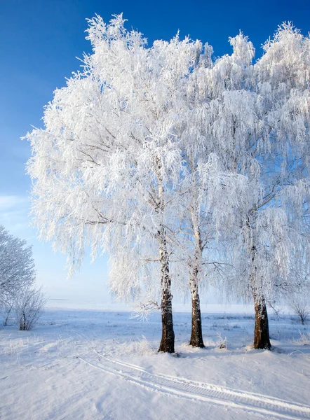 Wandel Door Prachtige Winterse Scene Rusland — Stockfoto