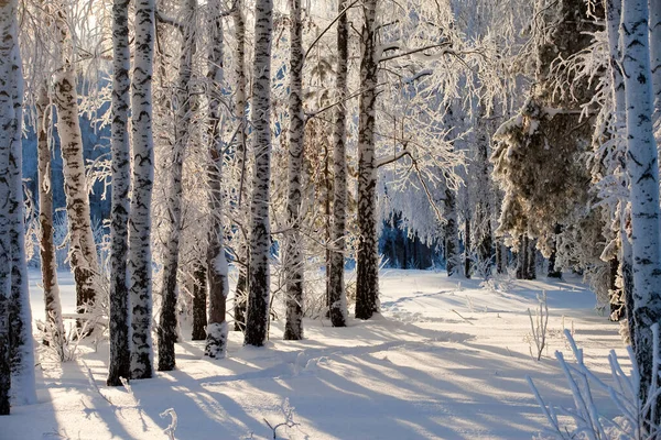 Frostig Vintermorgon Ett Trä Putsat Med Rim — Stockfoto