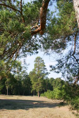 Çam ormanının güneşli bir günde bahar manzarası