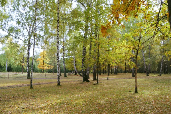 漫步在美丽的 难以置信的秋天森林里 — 图库照片