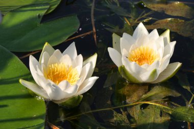makro beyaz su zambakları yazın gölde