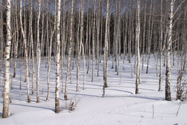 İnce, genç huş ağaçları kış sabahı
