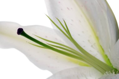 Güzel bir buket zambak. Stüdyo çekimi