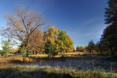 Sonbahar manzarası meşe ağaçları ve sabah güneşiyle kaplanmış çimenler.