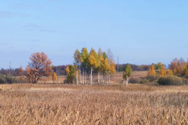 Sonbahar manzaraları ve mavi gökyüzünün arka planındaki ağaçlar