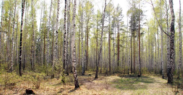 Lente Landschap Van Berken Bomen Verlicht Door Zonlicht — Stockfoto