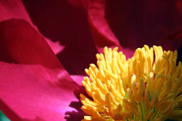 Piękny Czerwony Kwiat Kwitnący Ogrodzie — Zdjęcie stockowe