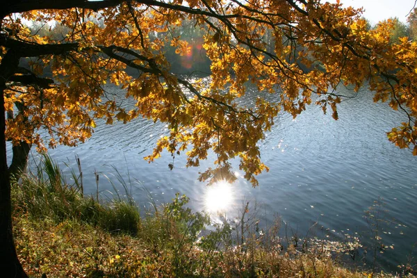 晴れた日には川の秋の風景や木々が — ストック写真