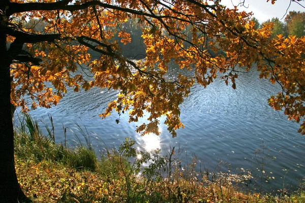 Höst Landskap Floden Och Träden Solig Dag — Stockfoto