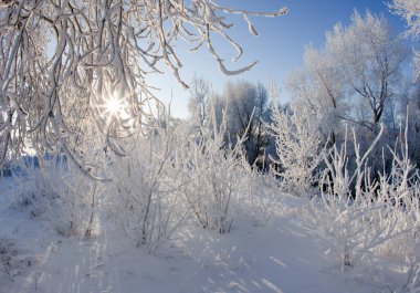 Karla kaplı ormanda kış yürüyüşü