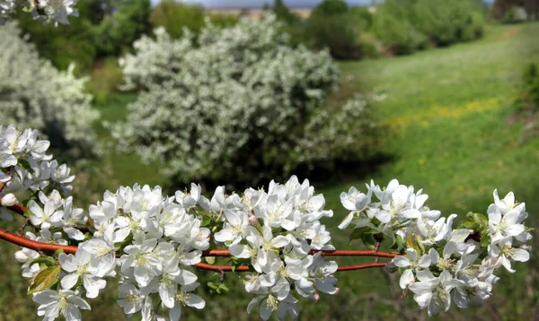 Marcher Extérieur Pendant Floraison Printanière Des Pommiers — Photo