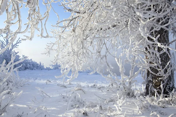 Зимова Прогулянка Засніженому Лісі — стокове фото