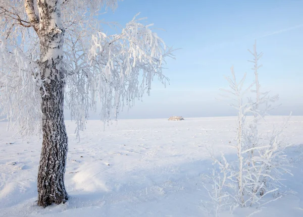 Promenera Genom Den Vackra Vinterscenen Ryssland — Stockfoto