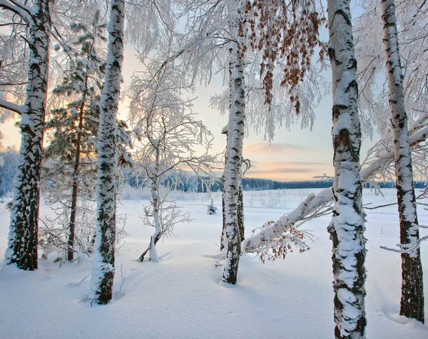 Helada Mañana Invierno Bosque Enlucido Con Rima — Foto de Stock