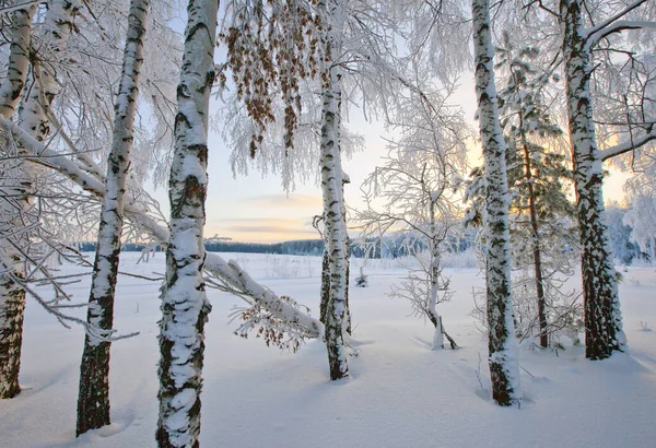 Gelida Mattina Inverno Bosco Intonacato Rime — Foto Stock