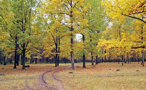 Caminhe Pela Bela Fabulosa Floresta Outono — Fotografia de Stock