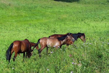 Su çayırlarında özgürce otlayan at sürüsü.