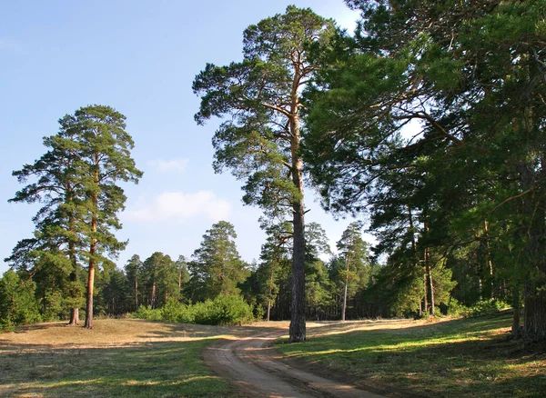 Paysage Printanier Route Dans Une Forêt Pins Par Une Journée — Photo