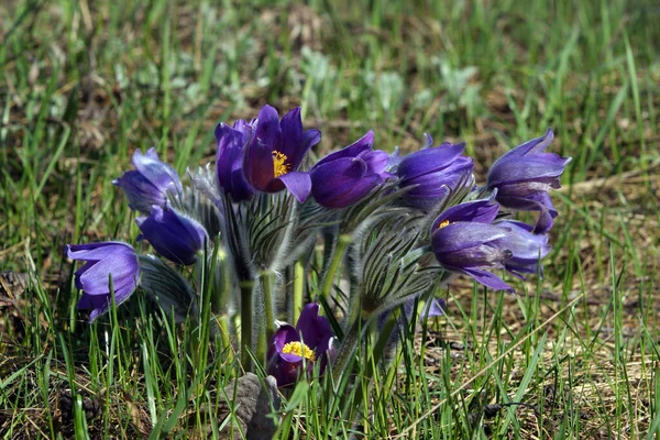 Viele Frühlingsprimeln Blühen Park — Stockfoto