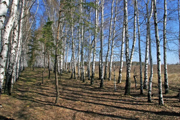 Аккуратные Ряды Берез Солнечный Весенний День — стоковое фото